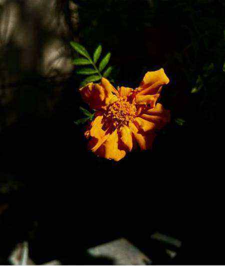 Seasonal bouquet