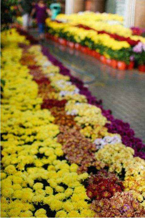 Cake florals
